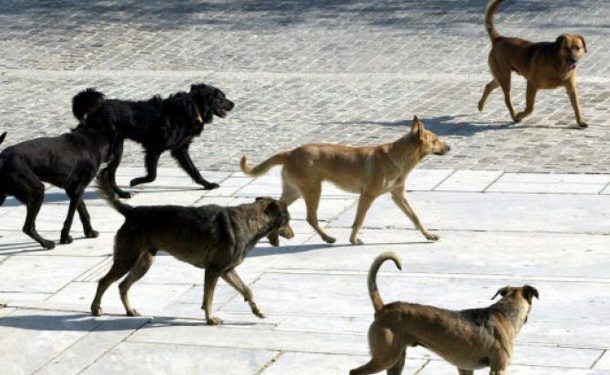 Στα δικαστήρια για τα αδέσποτα ο Χρήστος Ζευκλής και ο Βασίλειος Ώττας