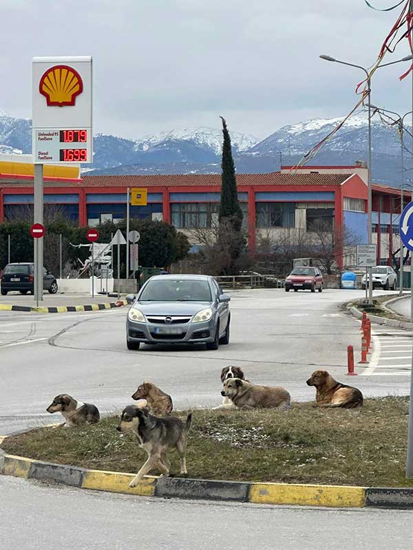 Ο Σταύρος Καμπουρίδης για τα αδέσποτα : Έχει ξεφύγει η κατάσταση