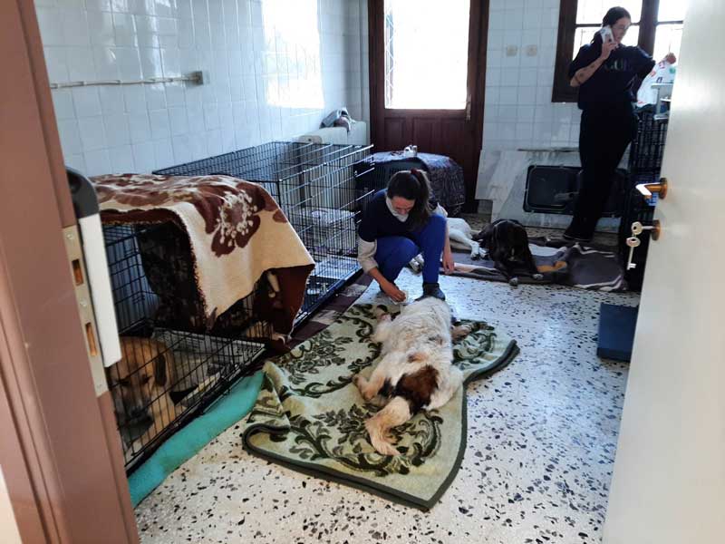 30 στειρώσεις αδέσποτων σκύλων στο Δημοτικό Κτηνιατρείο Κοζάνης από Γερμανούς κτηνιάτρους – Μίλτος Μαγγιρίδης: Στόχος οι 1.000 στειρώσεις μέσα στο 2023