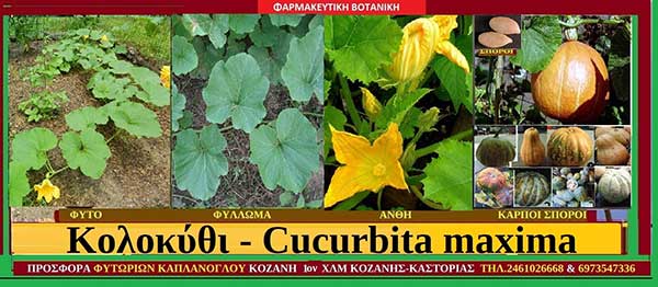 Κολοκύθι – Cucurbita maxima