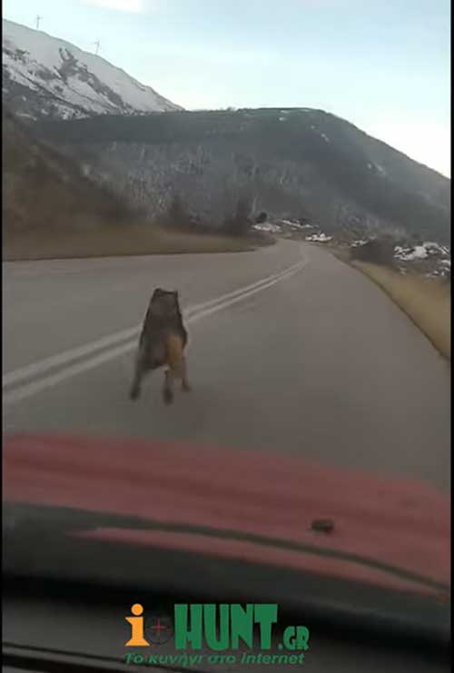 Λύκος μπροστά από αυτοκίνητο στη Βλάστη