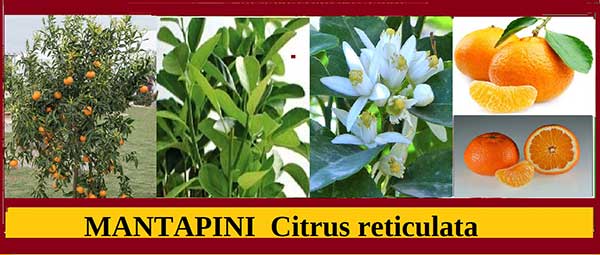 Μανταρίνι – Citrus reticulata, Ιστορία, διατροφική αξία, ιατροφαρμακευτικές ιδιότητες, προφυλάξεις – του Σταύρου Π. Καπλάνογλου Γεωπόνου