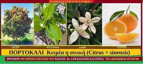 Πορτοκάλι