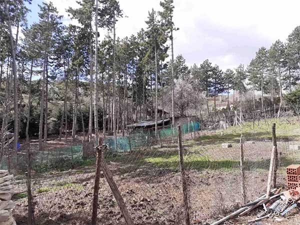 Καστοριά: Επίθεση από 4 αρκούδες στην περιοχή της Πέτρας