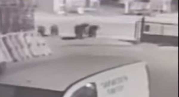 Τέσσερις αρκούδες στη Νέα Λεύκη Καστοριάς (video)
