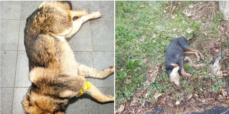 Φιλοζωικός Σύλλογος Σιάτιστας “Η Ευθύνη”:Φόλες στην Σιάτιστα και στο Τσοτύλι!!