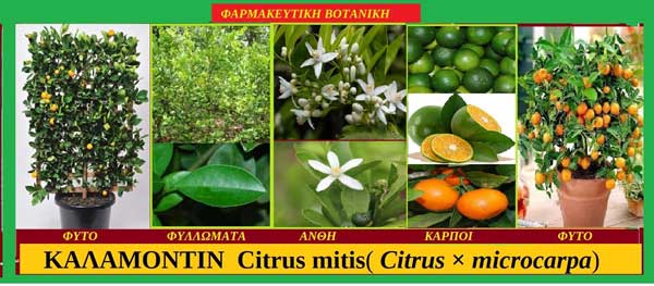 Καλαμοντίν Citrus microcarpa Βοτανικά χαρακτηριστικά – Διατροφικά οφέλη – Ιατροφαρμακευτικές ιδιότητες – Προφυλάξεις – Tου Σταύρου Π. Καπλάνογλου
