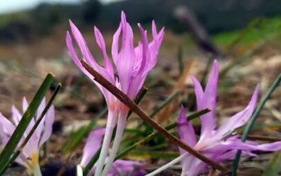 Ανακαλύφθηκε άγνωστο μοβ λουλούδι στη Χαλκιδική που μοιάζει με κρόκο