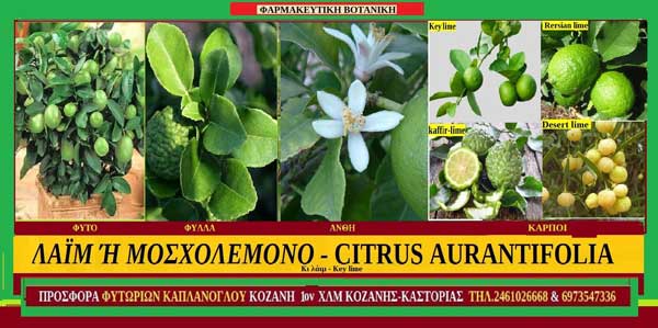 Λάιμ ή μοσχολέμονο -(Citrus aurantifolia) Βοτανική ταξινόμηση – Διατροφικά οφέλη- Ιατροφαρμακευτικές ιδιότητες – Προφυλάξεις – Του Σταύρου Π. Καπλάνογλου