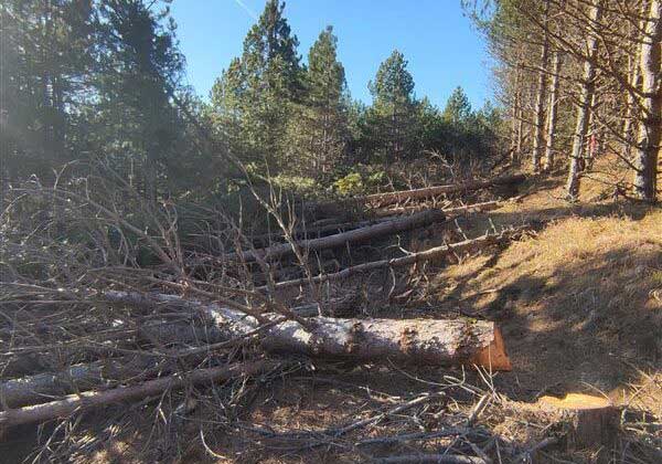 Αντιδράσεις για αιολικό δίπλα σε natura στο Λέχοβο – Φόβοι για αρκούδα και αλλά είδη