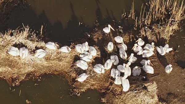 Οι πρώτοι αργυροπελεκάνοι κατέφθασαν στην Πρέσπα, μετά την περσινή γρίπη των πτηνών