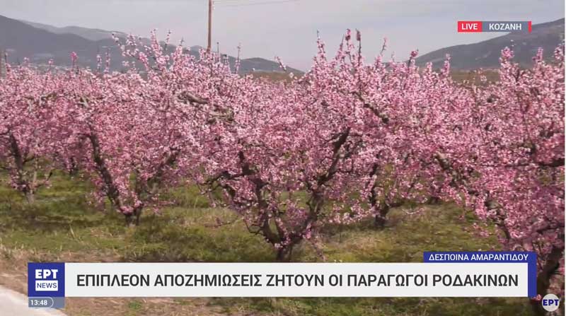 Επιπλέον αποζημιώσεις ζητούν οι παραγωγοί ροδάκινων