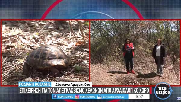 Επιχείρηση για των απεγκλωβισμό χελωνών από ρωμαϊκό τάφο στη Ροδιανή