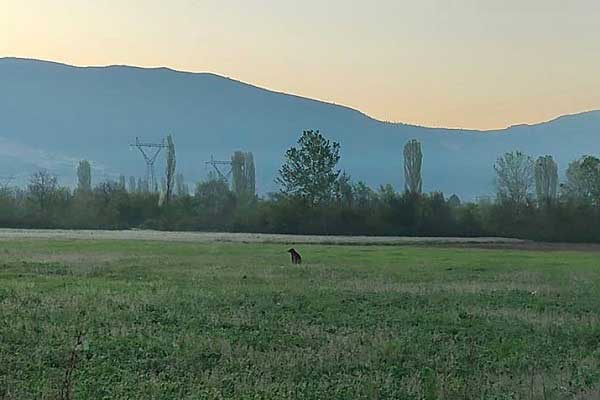 Αρκούδα έξω από το Δισπηλιό Καστοριάς