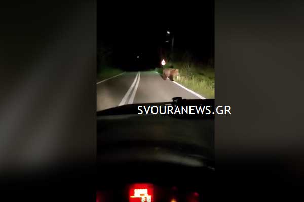 Καστοριά: Αρκούδα στο Κεφαλάρι
