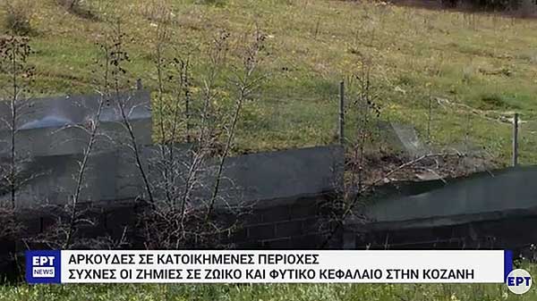 Κοζάνη: Οικογένεια αρκούδων «βγήκε βόλτα» κοντά σε σπίτια στη Σιάτιστα