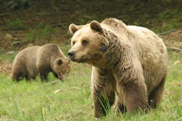 Συναγερμός για αρκούδες στη Ψαλίδα Καστοριάς