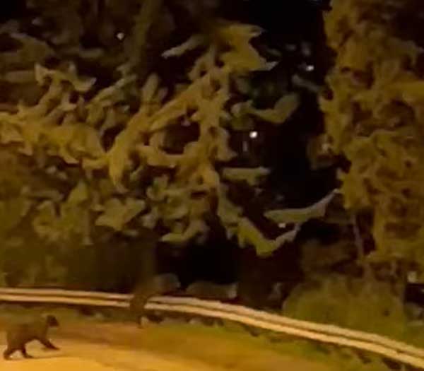 Αρκουδοοικογένεια στην Καλλιθέα Καστοριάς, τα ξημερώματα, μπροστά από το 2ο Γυμνάσιο