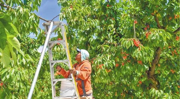 Εορδαία: Αναζητούν εργάτες γης