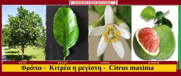 Φράπα-Κιτρέα η μεγίστη – Citrus maxima – Pomelo – Του Σταύρου Π. Καπλάνογλου