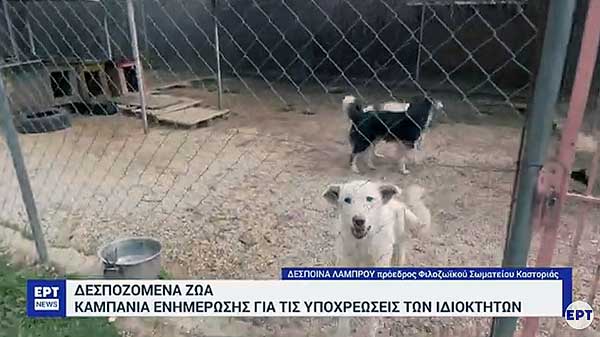 Καστοριά: Εντατικοί έλεγχοι για τις υποχρεώσεις ιδιοκτητών δεσποζόμενων