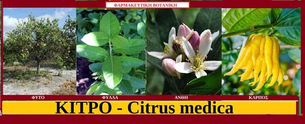 Κίτρο – Citrus medica – Μηδικό ή Περσικό μήλο – Του Σταύρου Π. Καπλάνογλου