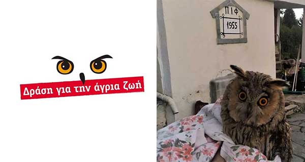 Αποστολή τραυματισμένου νανόμπουφου από το Μαυροδέντρι στην Θεσσαλονίκη