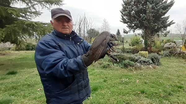 Καστοριά: Βρήκε τραυματισμένο γεράκι στην αυλή του σπιτιού του