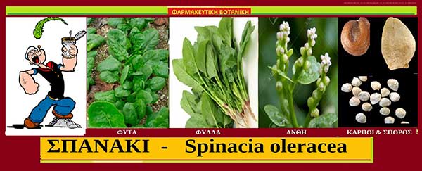 Σπανάκι – Σπινάκια ή λαχανώδης – Spinacia oleracea