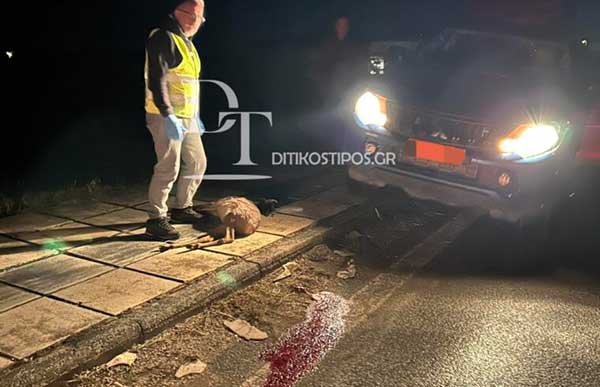 Τροχαίο ατύχημα με θύμα Ζαρκάδι στο Άργος Ορεστικό