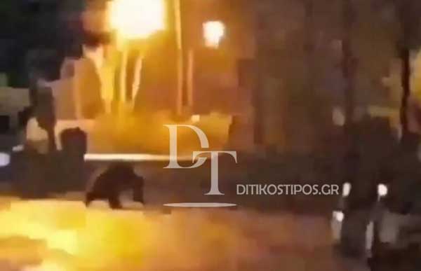 Μεγαλόσωμη αρκούδα “βγήκε βόλτα” στο κέντρο της Μηλίτσας Άργους Ορεστικού