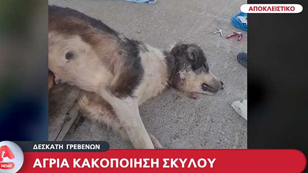 Άγρια κακοποίηση σκυλιού στην Δεσκάτη Γρεβενών