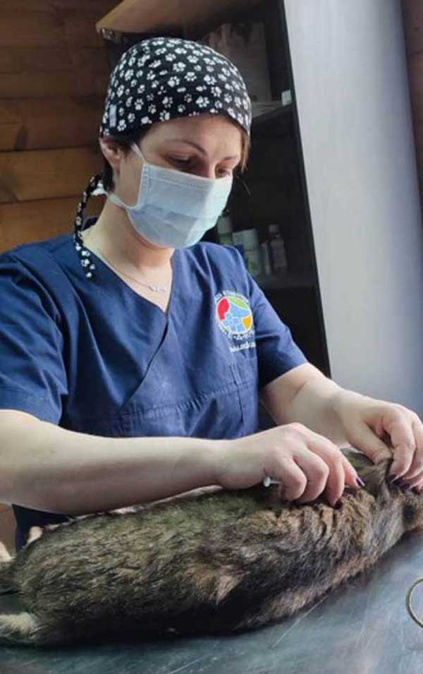 Εμβολιασμοί και στειρώσεις σε αδέσποτες γάτες από τον Δήμο Καστοριάς και την Εθελοντική Δράση Κτηνιάτρων Ελλάδας