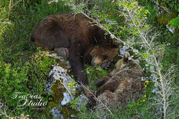 Ώρα κοινής ησυχίας για τη μαμά αρκούδα και το αρκουδάκι της
