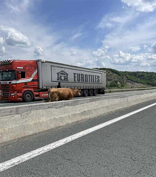 Ακόμα και οι αγελάδες εγκαταλείπουν τα Γρεβενά για την Θεσσαλονίκη