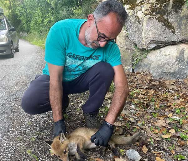 Καστοριά: Αλεπουδίτσα τραυματίστηκε σε τροχαίο στη γυρολιμνιά – Ακριβώς δύο χρόνια μετά το τροχαίο της μαμά της