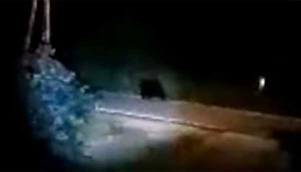 Καστοριά: Αναστάτωση στην Χλόη – Δυο αρκούδες στην περιοχή της ΕΔΗΚΑ (Bίντεο)