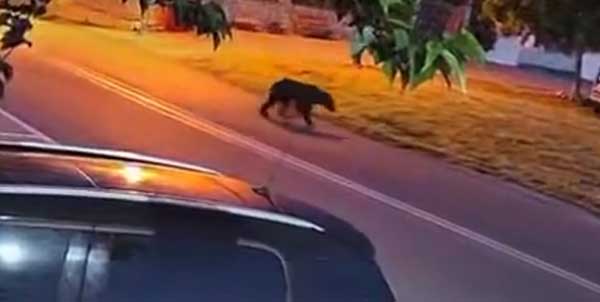 Μια αρκούδα μπροστά από το Ναουμίδη στον Άγιο Παντελεήμονα