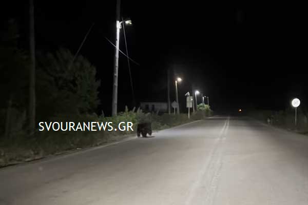 Καστοριά: Αρκούδα στο Καλοχώρι
