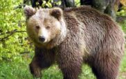 Eορδαία: Σύγκληση της Συντονιστικής Επιτροπής Διαχειρίσεων για τις αρκούδες ζητά ο Παναγιώτης Πλακεντάς