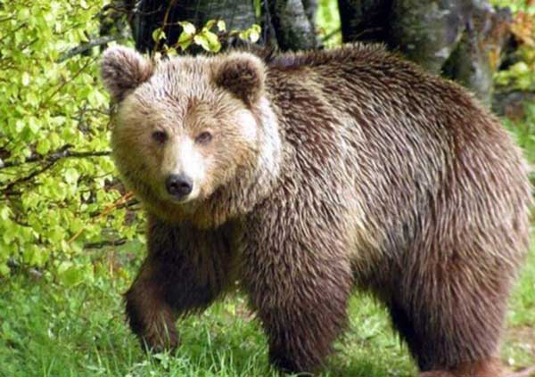 Eορδαία: Σύγκληση της Συντονιστικής Επιτροπής Διαχειρίσεων για τις αρκούδες ζητά ο Παναγιώτης Πλακεντάς