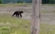 Λαρισαίοι εκδρομείς στα Γρεβενά συνάντησαν αρκούδα! (Βίντεο)