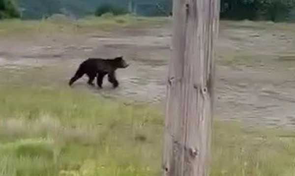 Λαρισαίοι εκδρομείς στα Γρεβενά συνάντησαν αρκούδα! (Βίντεο)