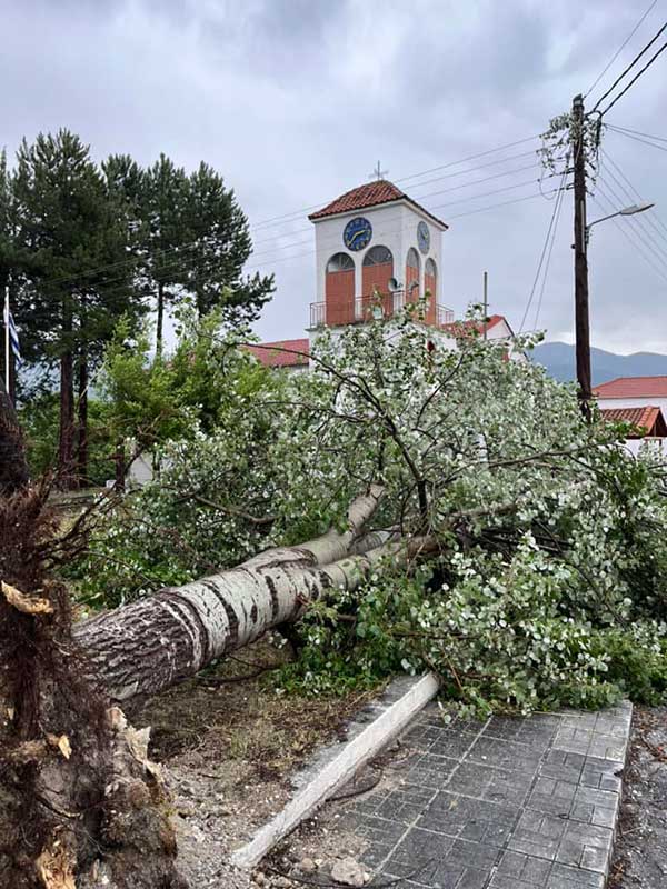Ίμερα: Πτώσεις δέντρων από τους ισχυρούς ανέμους