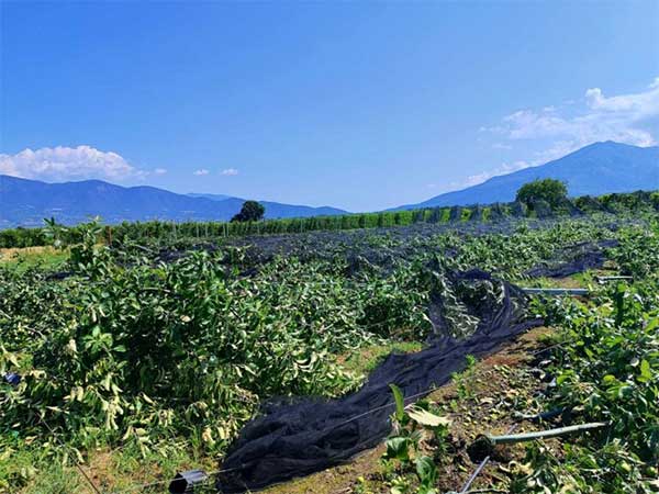 Μεγάλες ζημιές άφησε πίσω της η κακοκαιρία στο Βελβεντό – Δείτε εικόνες