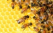 20 Μαΐου, Παγκόσμια Ημέρα Μέλισσας