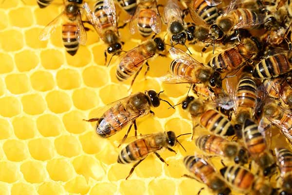 Επιδοτούμενες δράσεις του τομέα της μελισσοκομίας για το έτος 2024
