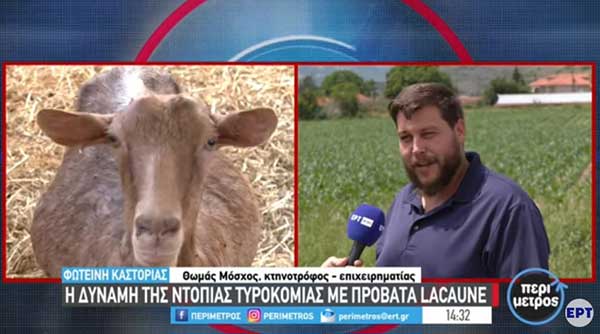 Καστοριά: Η δύναμη της ντόπιας τυροκομίας με πρόβατα lacaune