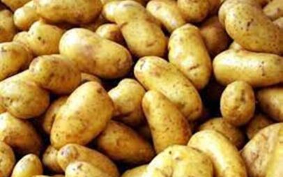Eορδαία: Σάπισαν οι πατάτες στα χωράφια του Φούφα