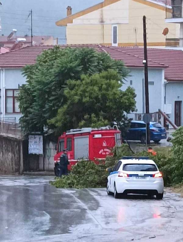 Φλώρινα: Πτώση δέντρου σε κεντρική οδό λόγω έντονων καιρικών φαινομένων (βίντεο)